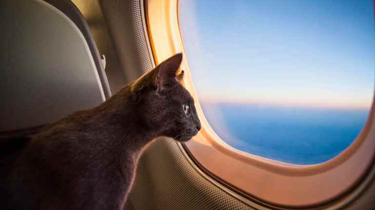 Traveling with a Cat
